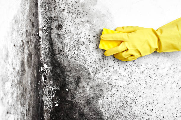 Best Professional Mold Removal  in Terrebonne, OR