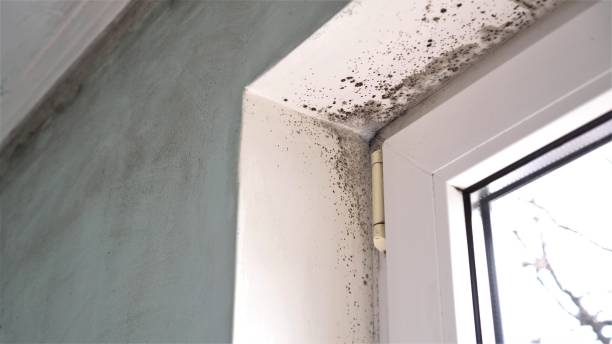 Best Fast Mold Removal  in Terrebonne, OR