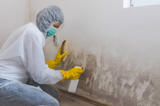Best Home Mold Removal  in Terrebonne, OR