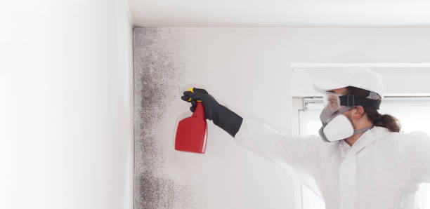 Office Mold Removal Services in Terrebonne, OR