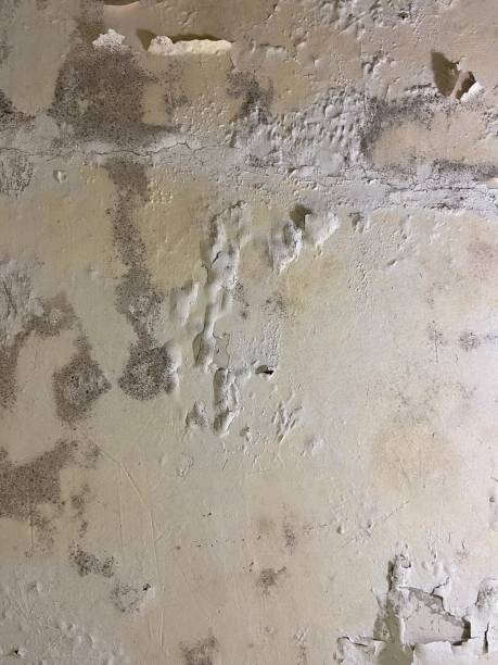 Best Residential Mold Removal  in Terrebonne, OR