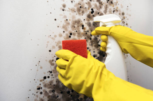 Best Mold Testing  in Terrebonne, OR