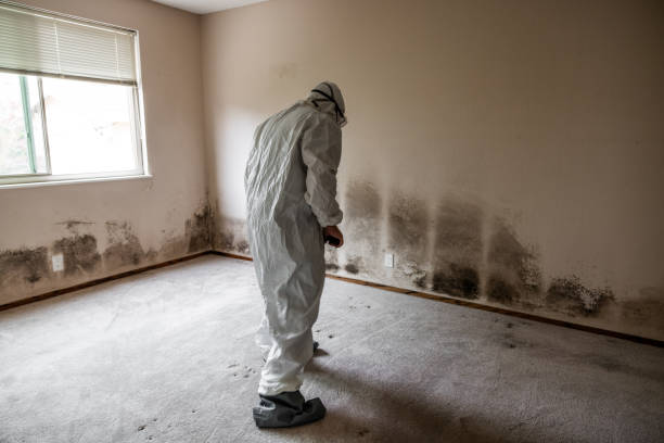 Best Mold Removal and Inspection  in Terrebonne, OR