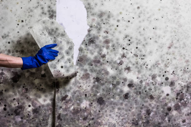 Terrebonne, OR Mold Removal Company